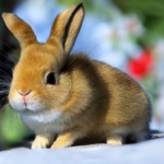 Thumbnail of post image 008